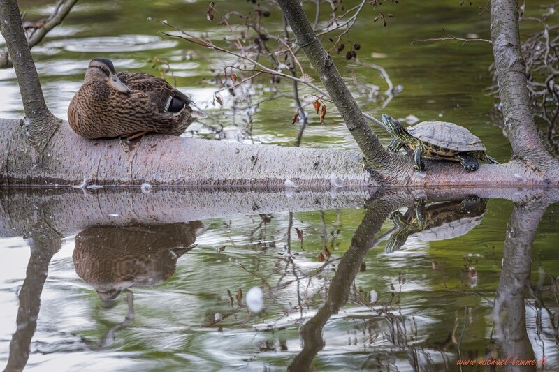 Schildkröte und Ente auf dem Forellenteich in Ilsenburg