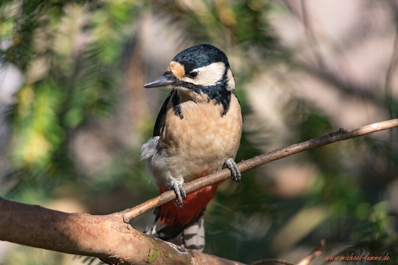 Buntspecht im Brühlpark in Quedlinburg