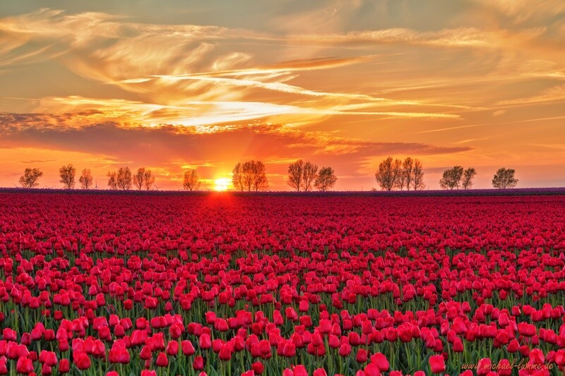 Tulpenfeld im Sonnenuntergang