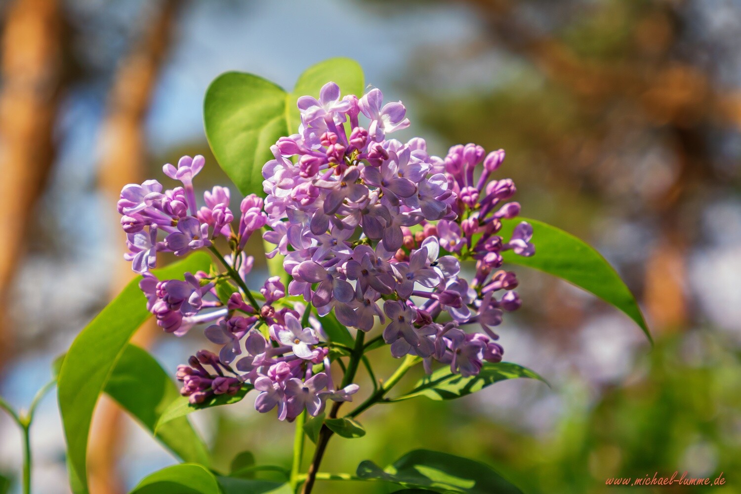 Sommerflieder