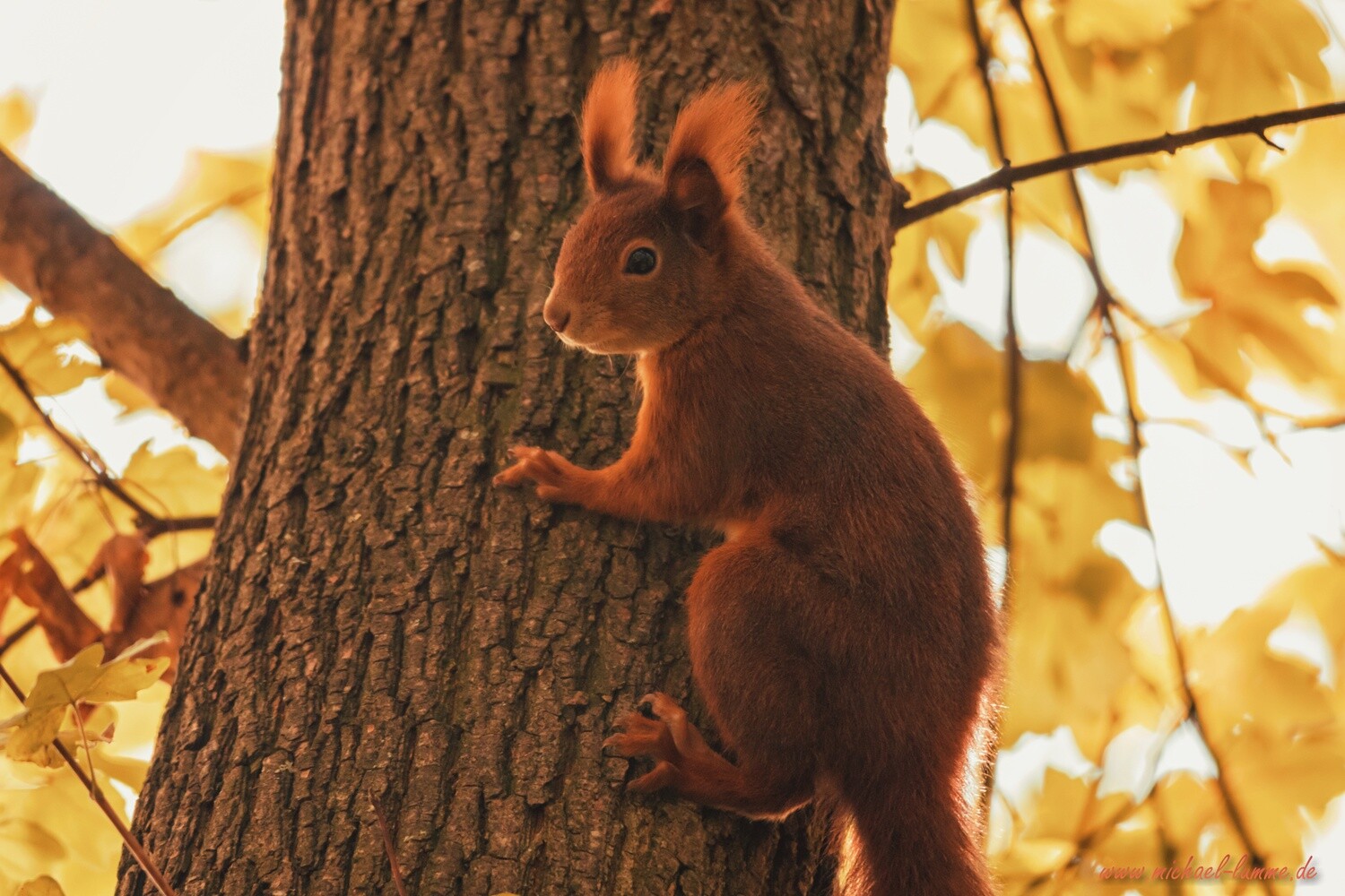 Eichhörnchen