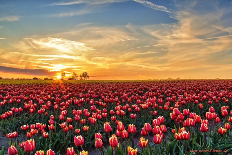 Tulpenfeld im Sonnenuntergang
