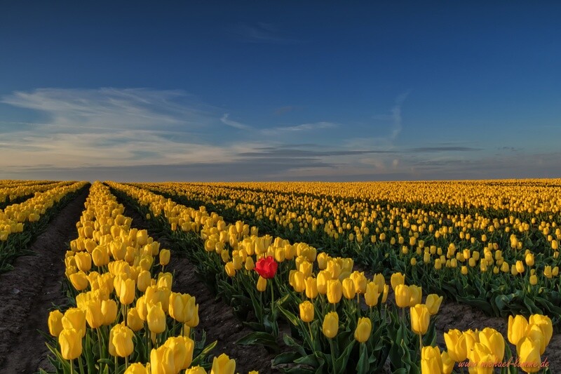 Tulpenfeld