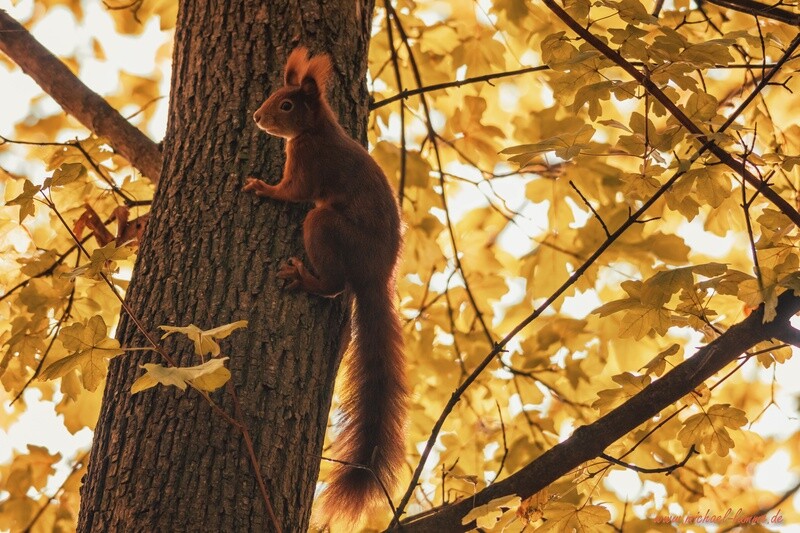 Eichhörnchen