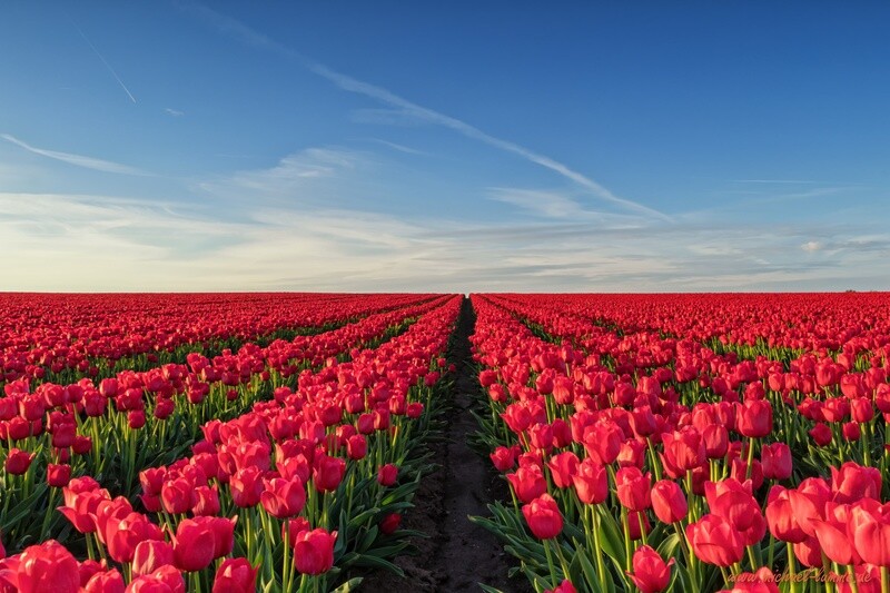 Tulpenfeld