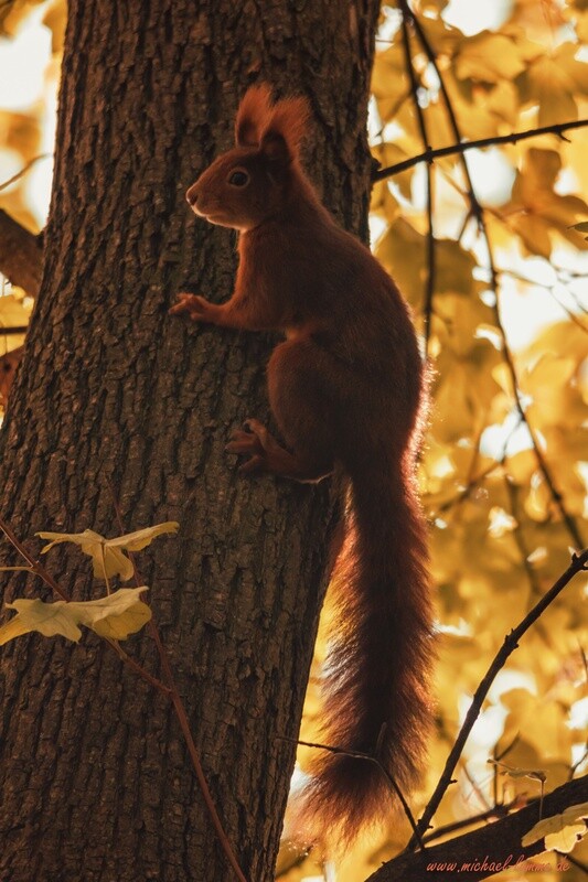Eichhörnchen