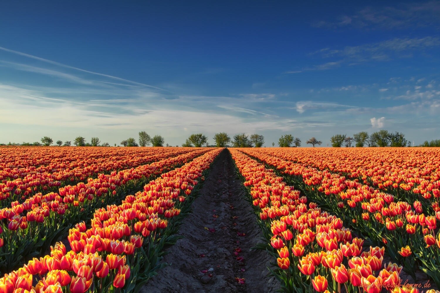 Tulpenfeld