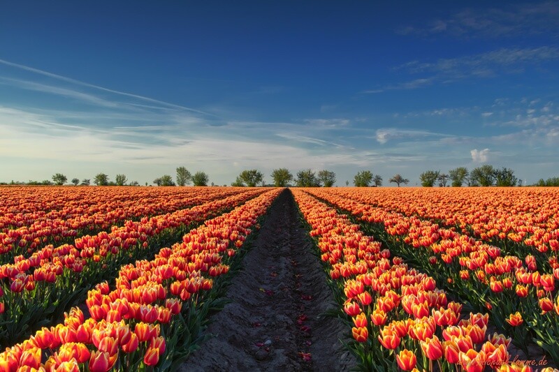 Tulpenfeld