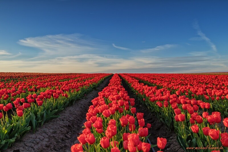 Tulpenfeld