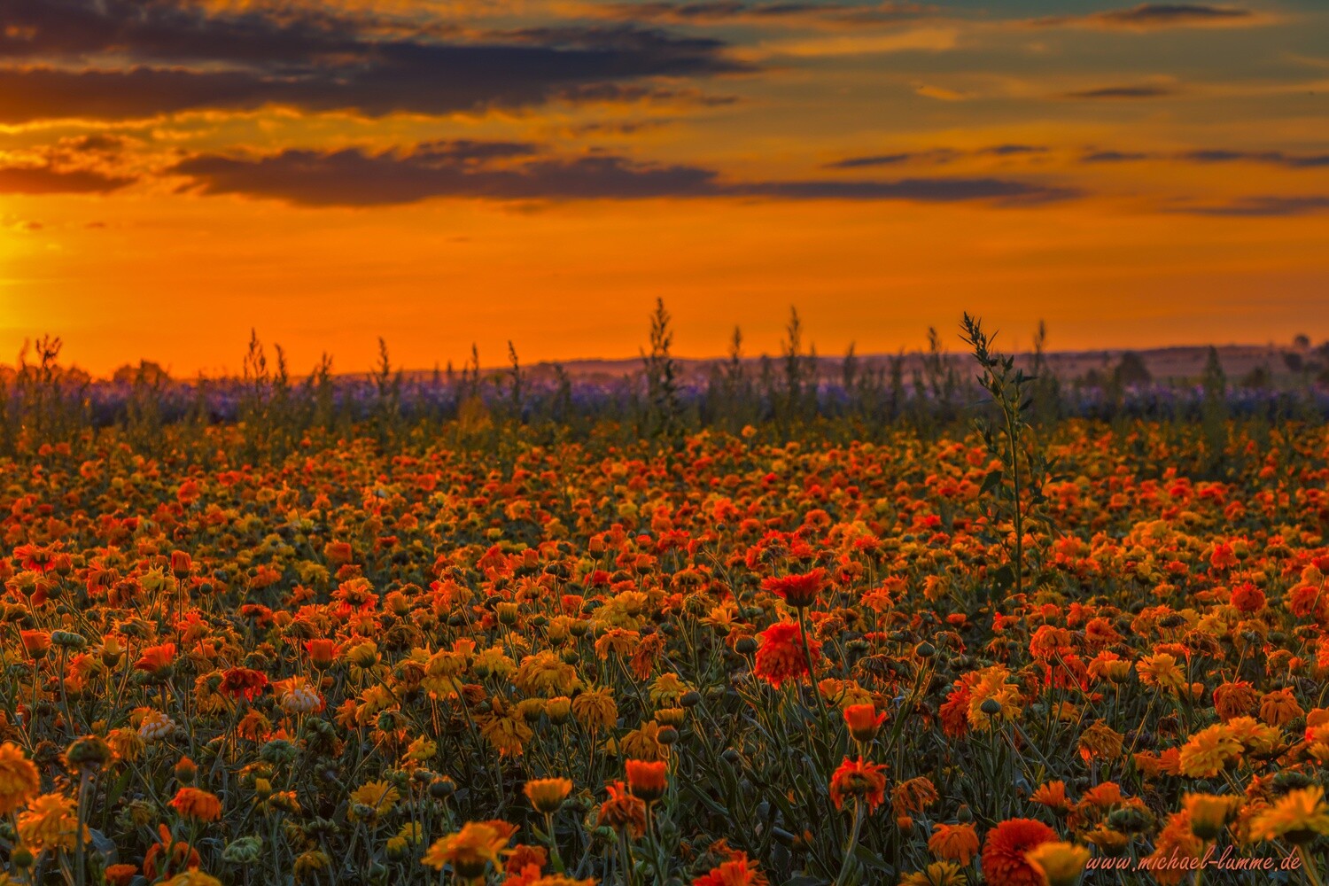 Sonnenuntergang bei Quedlinburg