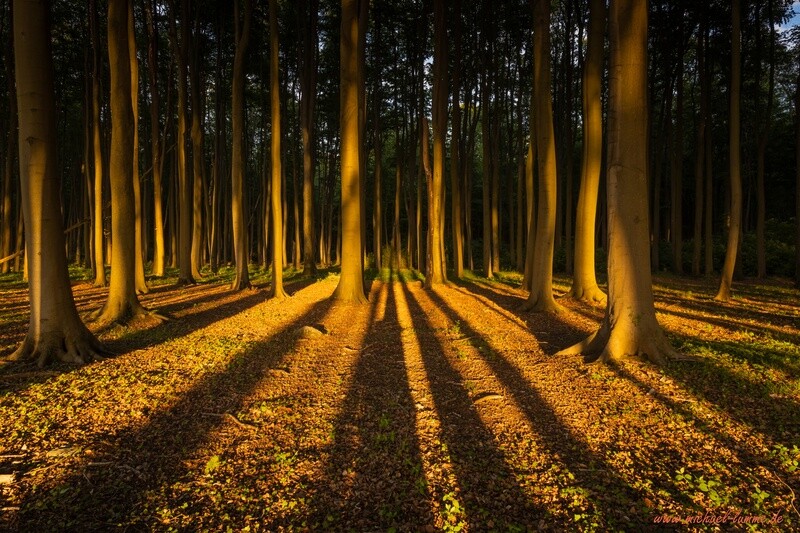 Der Gespensterwald Nienhagen