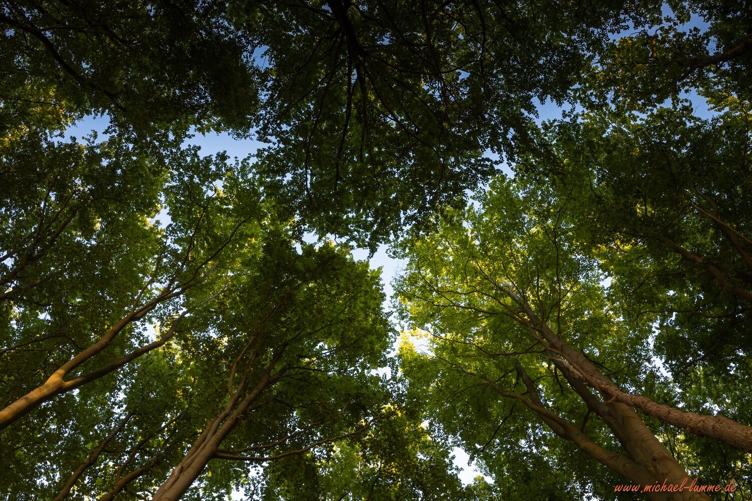 Der Gespensterwald Nienhagen