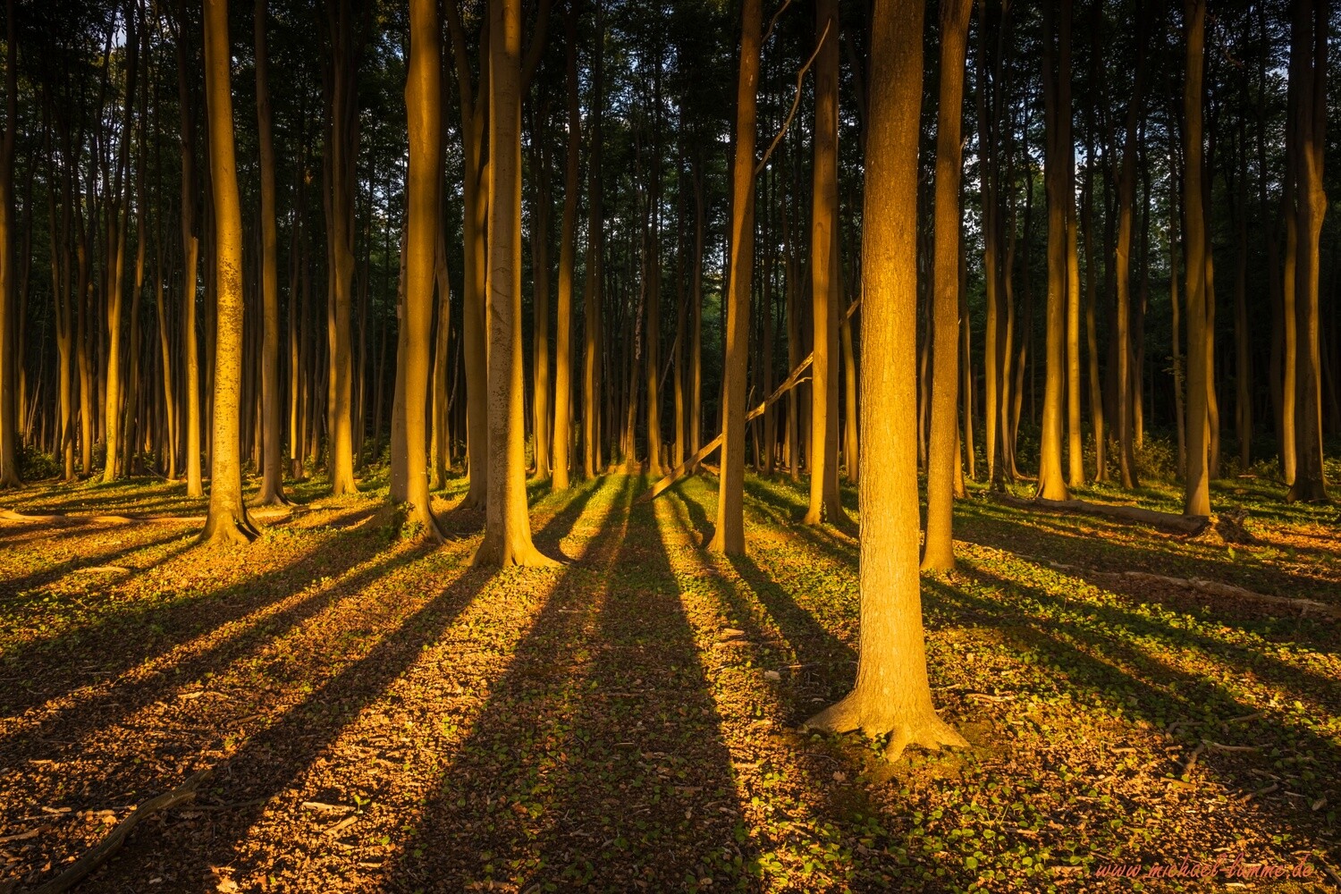 Der Gespensterwald Nienhagen
