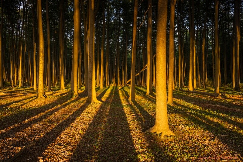 Der Gespensterwald Nienhagen