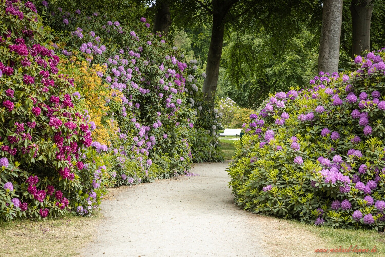 Der Rhododendronpark Graal-Müritz