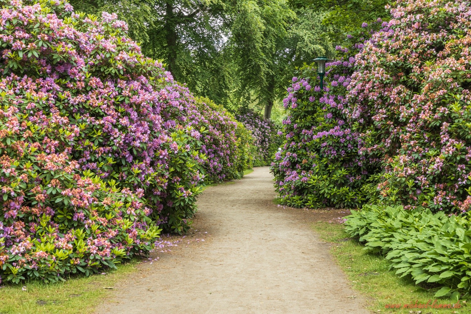 Der Rhododendronpark Graal-Müritz