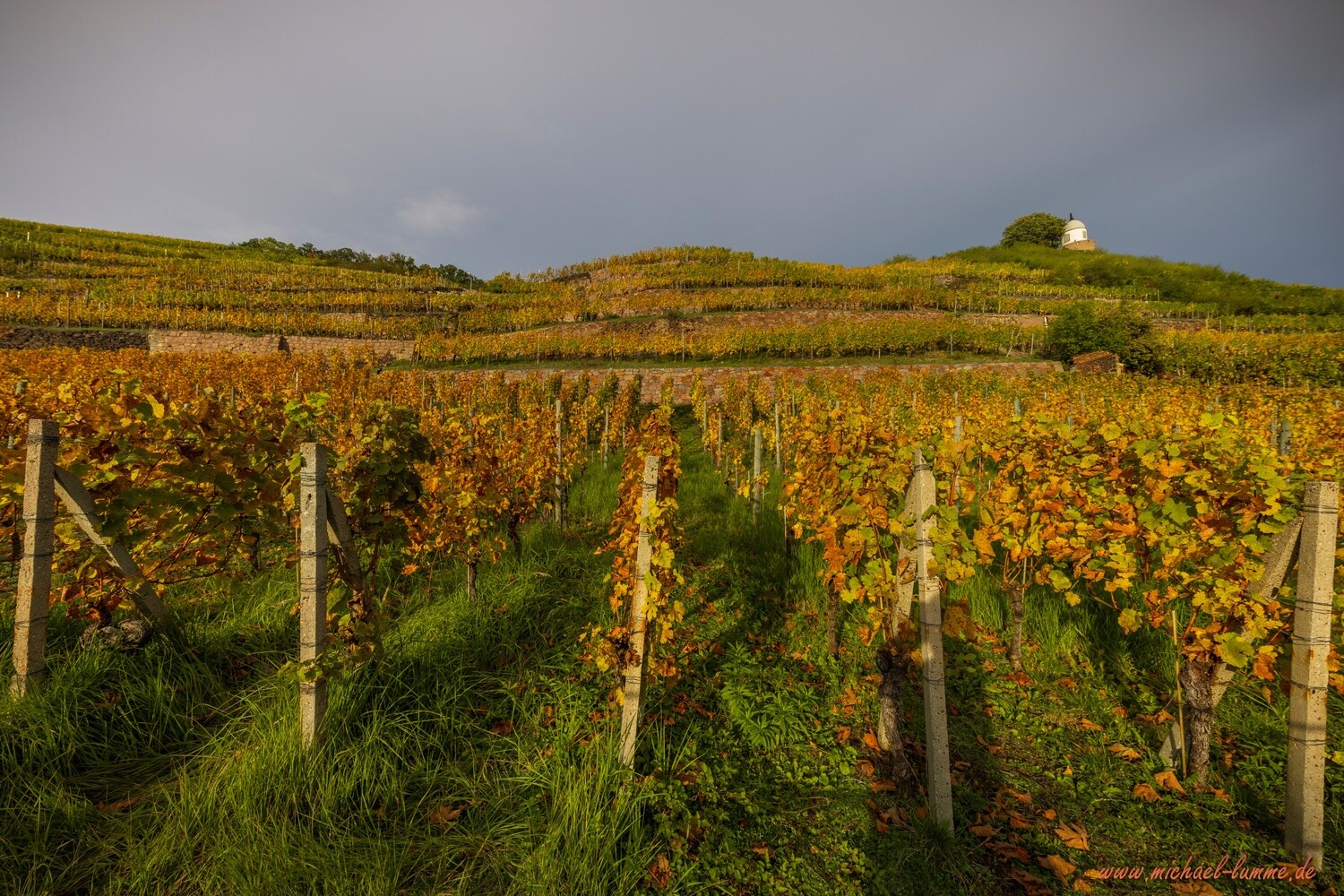 Weinberg am Schloss Wackerbarth