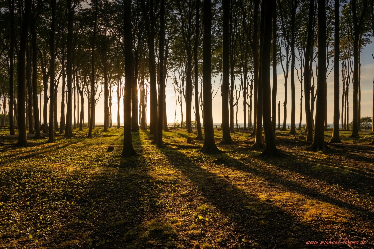 Der Gespensterwald Nienhagen