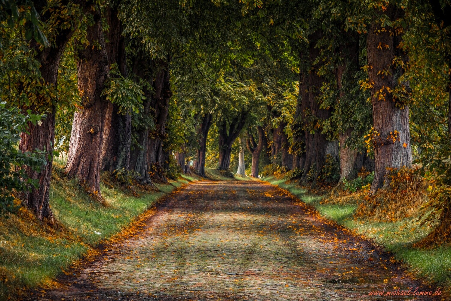 Allee auf der Insel Rügen