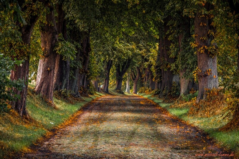 Allee auf der Insel Rügen