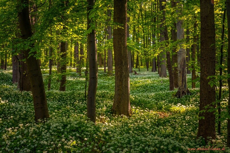 Der Bärlauch blüht im Schimmerwald