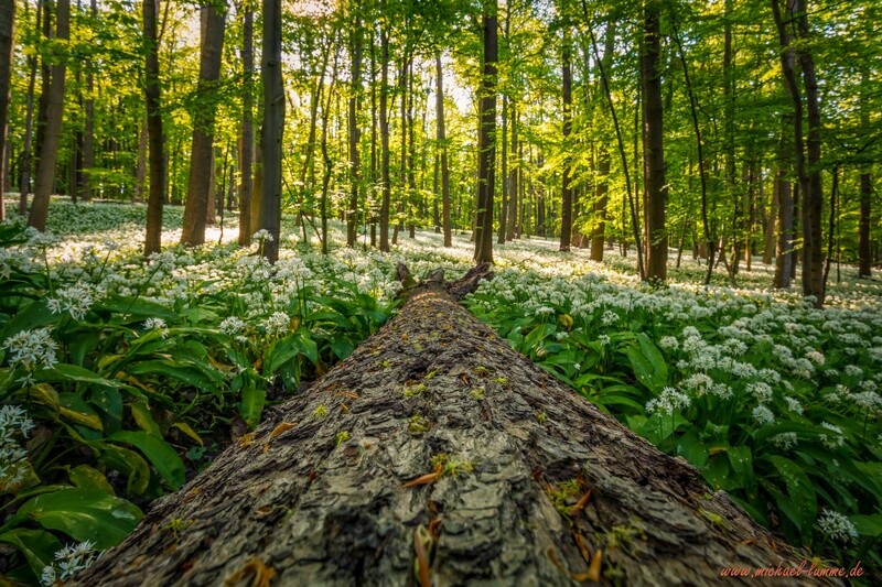 Der Bärlauch blüht im Schimmerwald