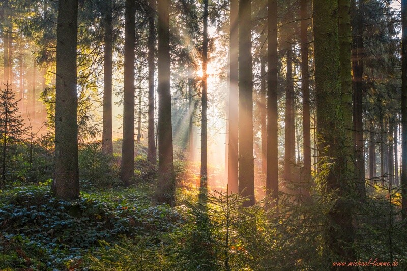 Am Auerhahn
