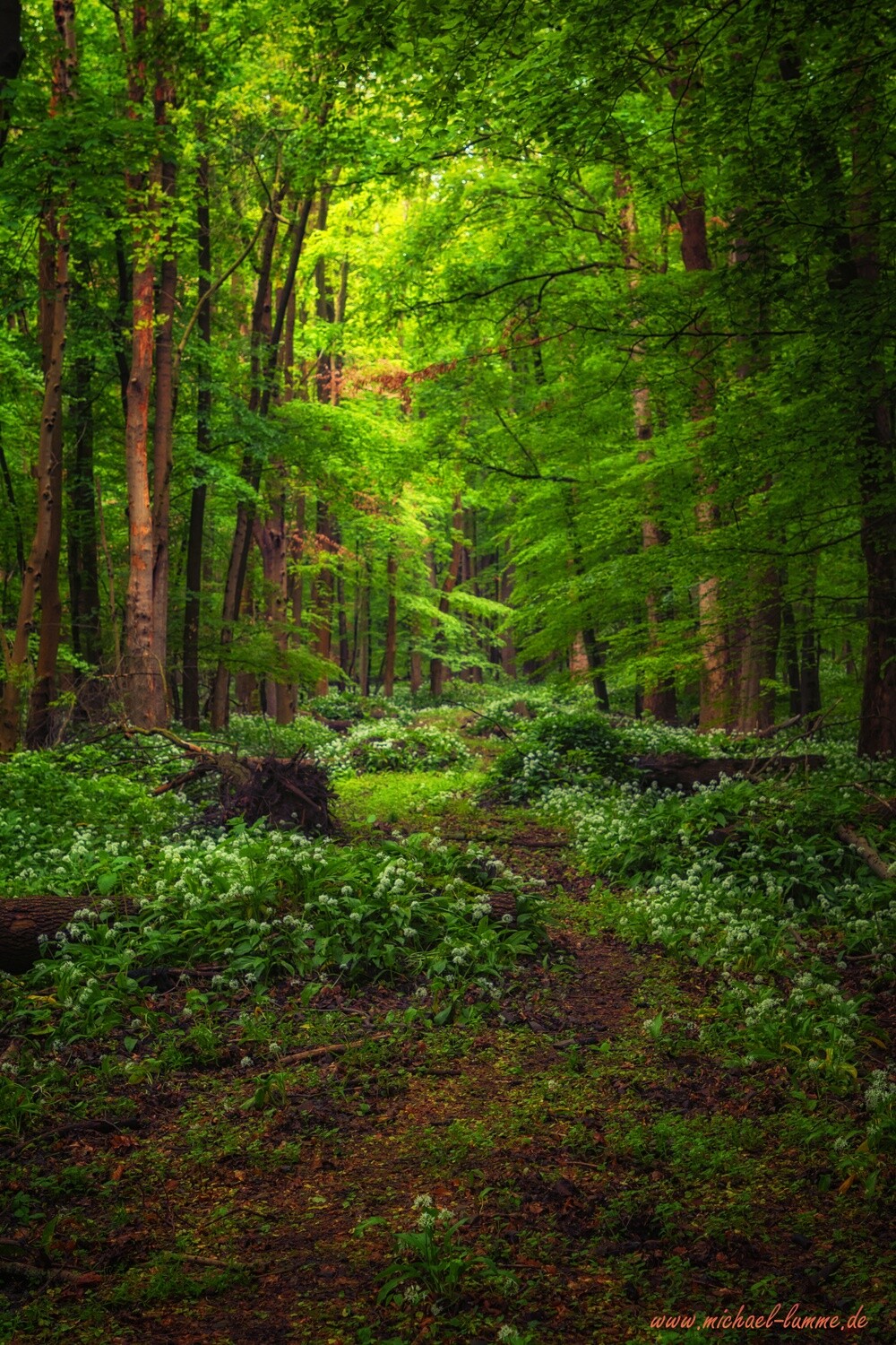 Der Bärlauch blüht im Schimmerwald