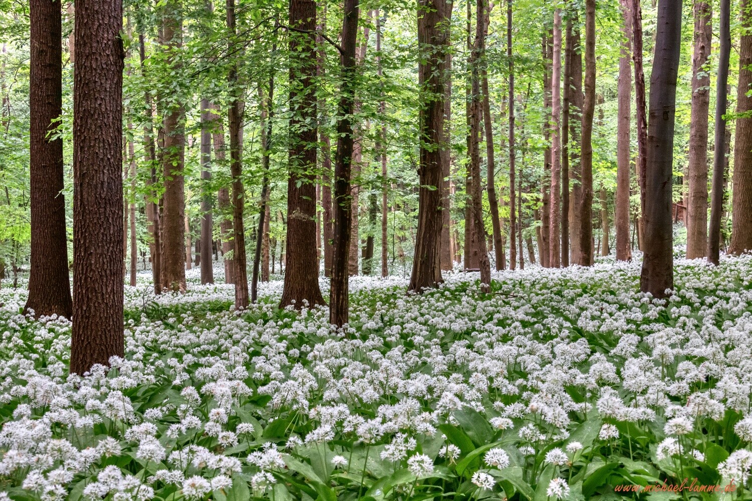 Der Bärlauch blüht im Schimmerwald