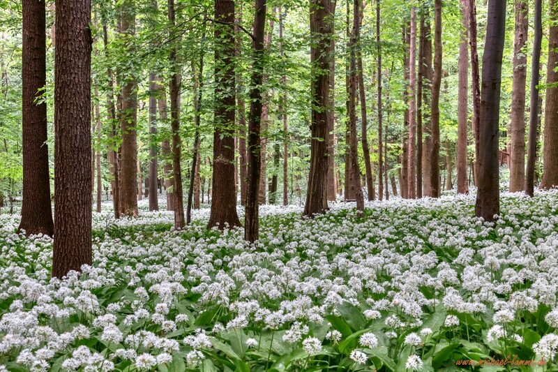Der Bärlauch blüht im Schimmerwald