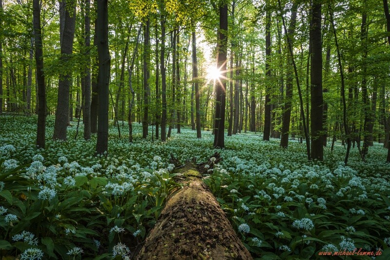 Der Bärlauch blüht im Schimmerwald