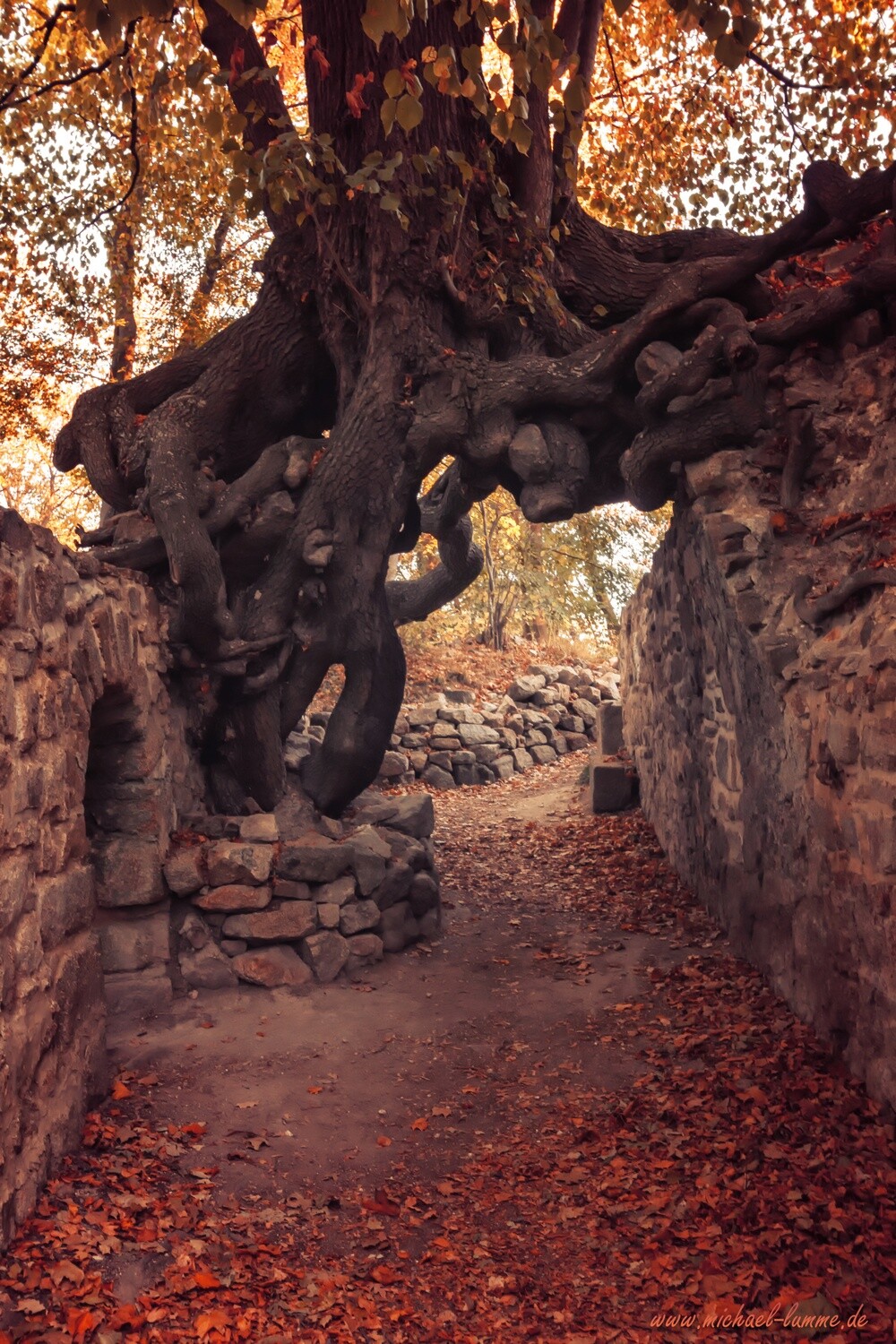 Die Burgruine Lauenburg bei Stecklenberg