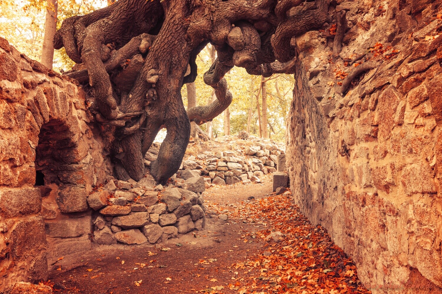 Die Burgruine Lauenburg bei Stecklenberg