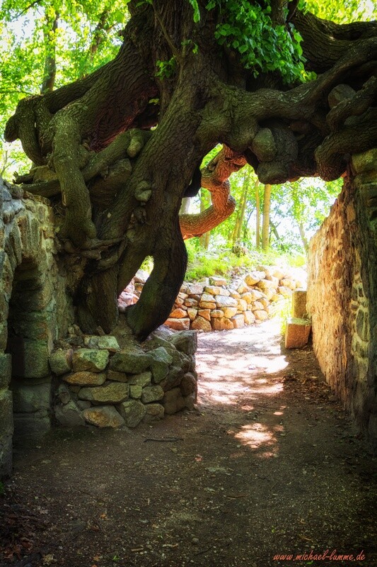 Die Burgruine Lauenburg bei Stecklenberg