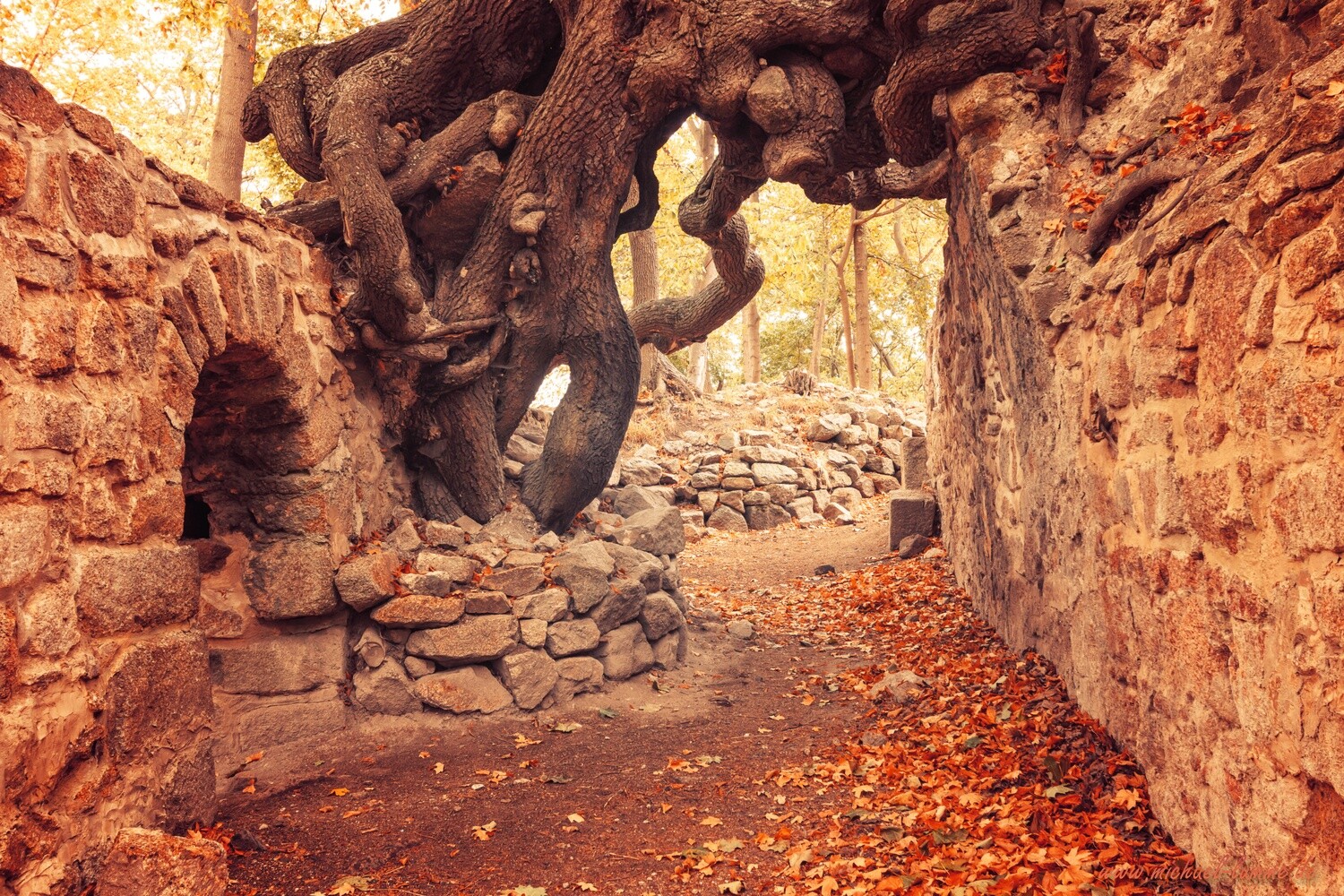 Die Burgruine Lauenburg bei Stecklenberg
