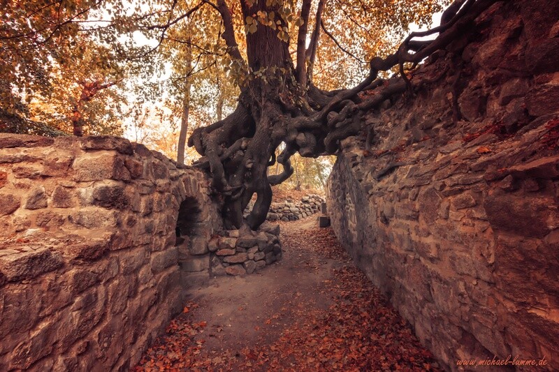 Die Burgruine Lauenburg bei Stecklenberg
