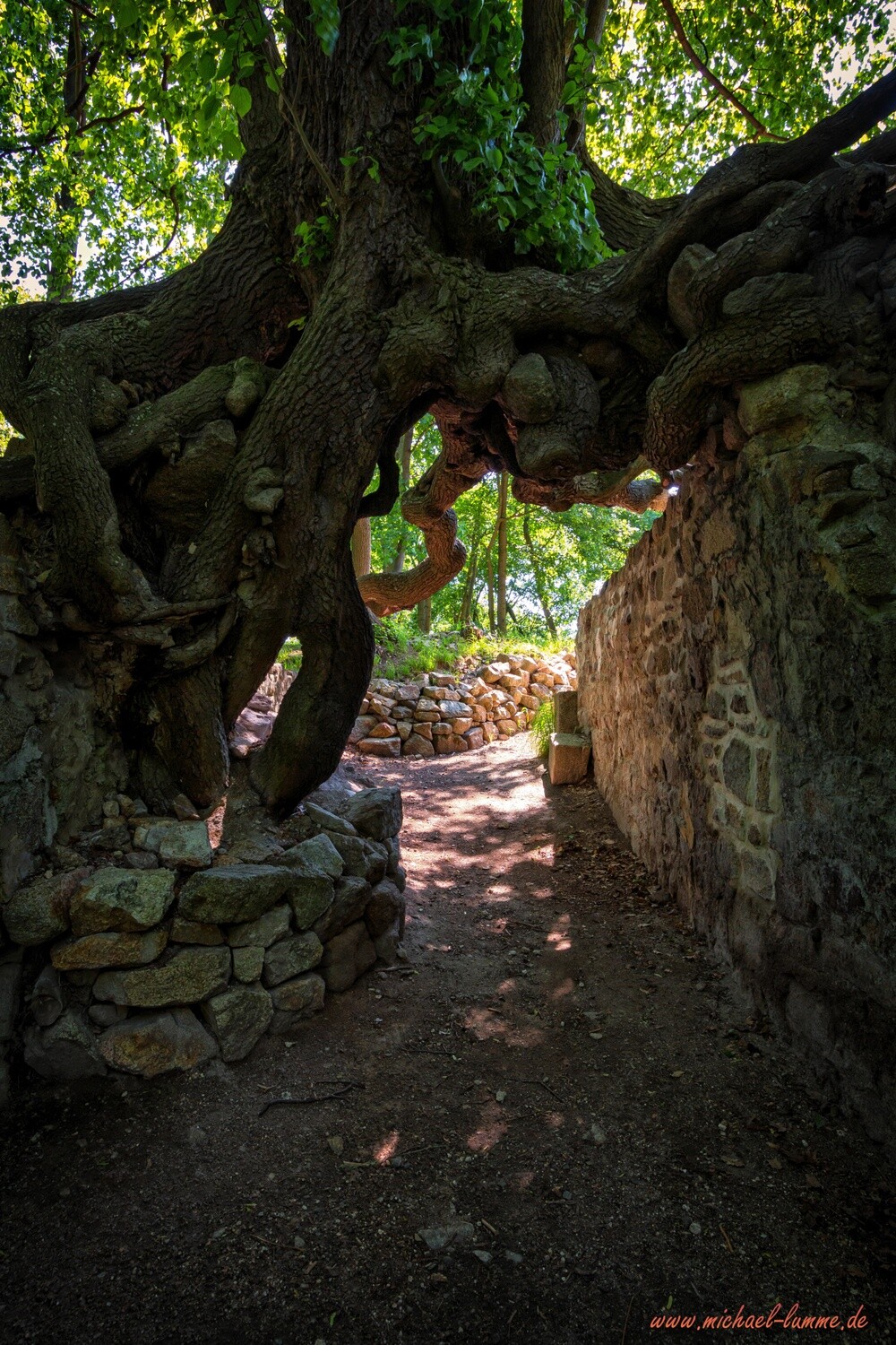 Die Burgruine Lauenburg bei Stecklenberg