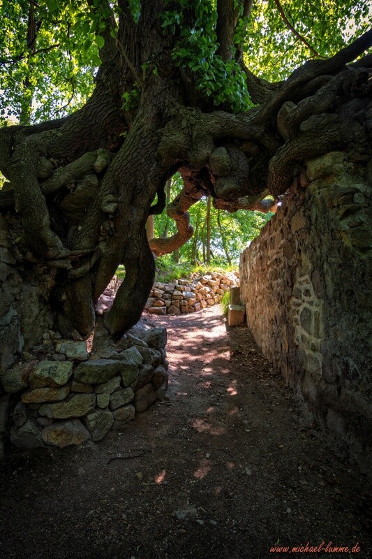 Die Burgruine Lauenburg bei Stecklenberg