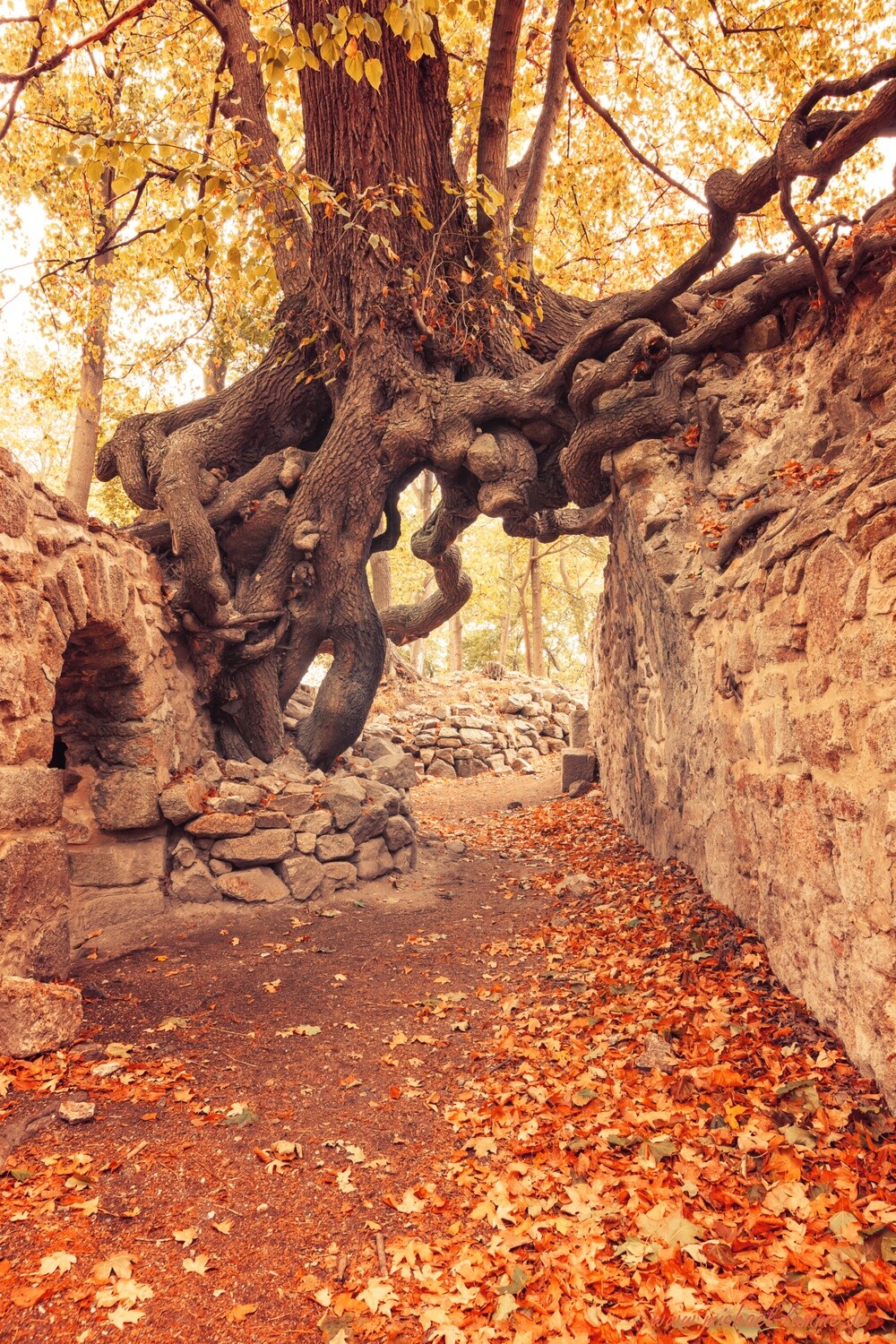 Die Burgruine Lauenburg bei Stecklenberg