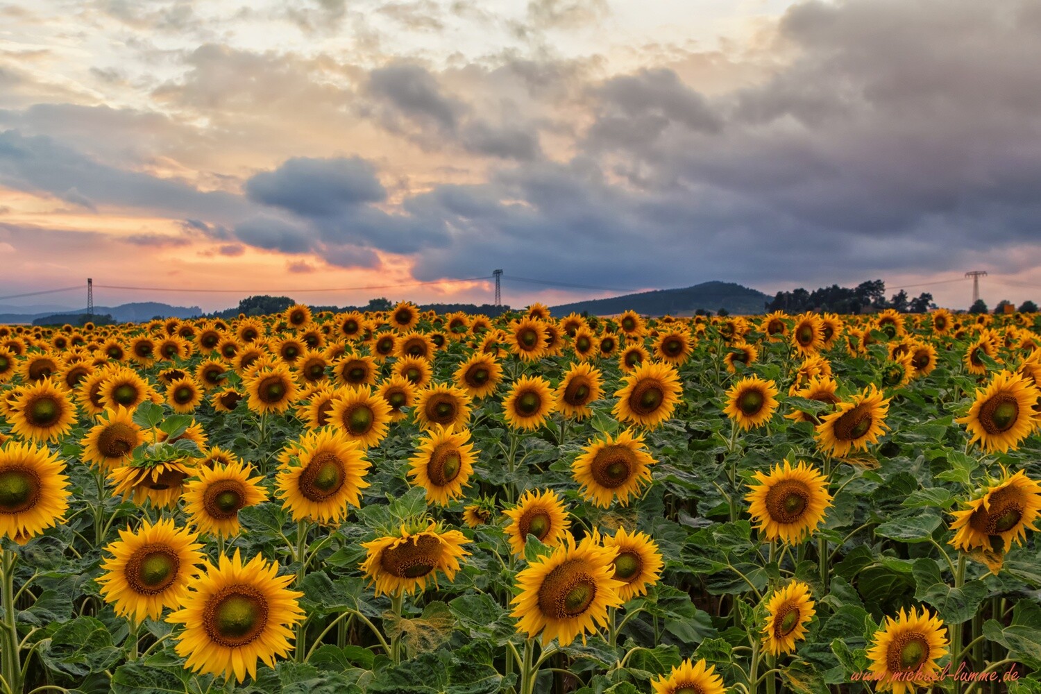 Sonnenblumenfeld bei Westerhausen