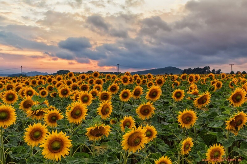 Sonnenblumenfeld bei Westerhausen
