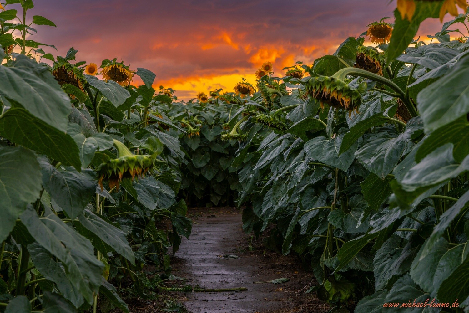Sonnenblumen Labyrinth bei Westerhausen