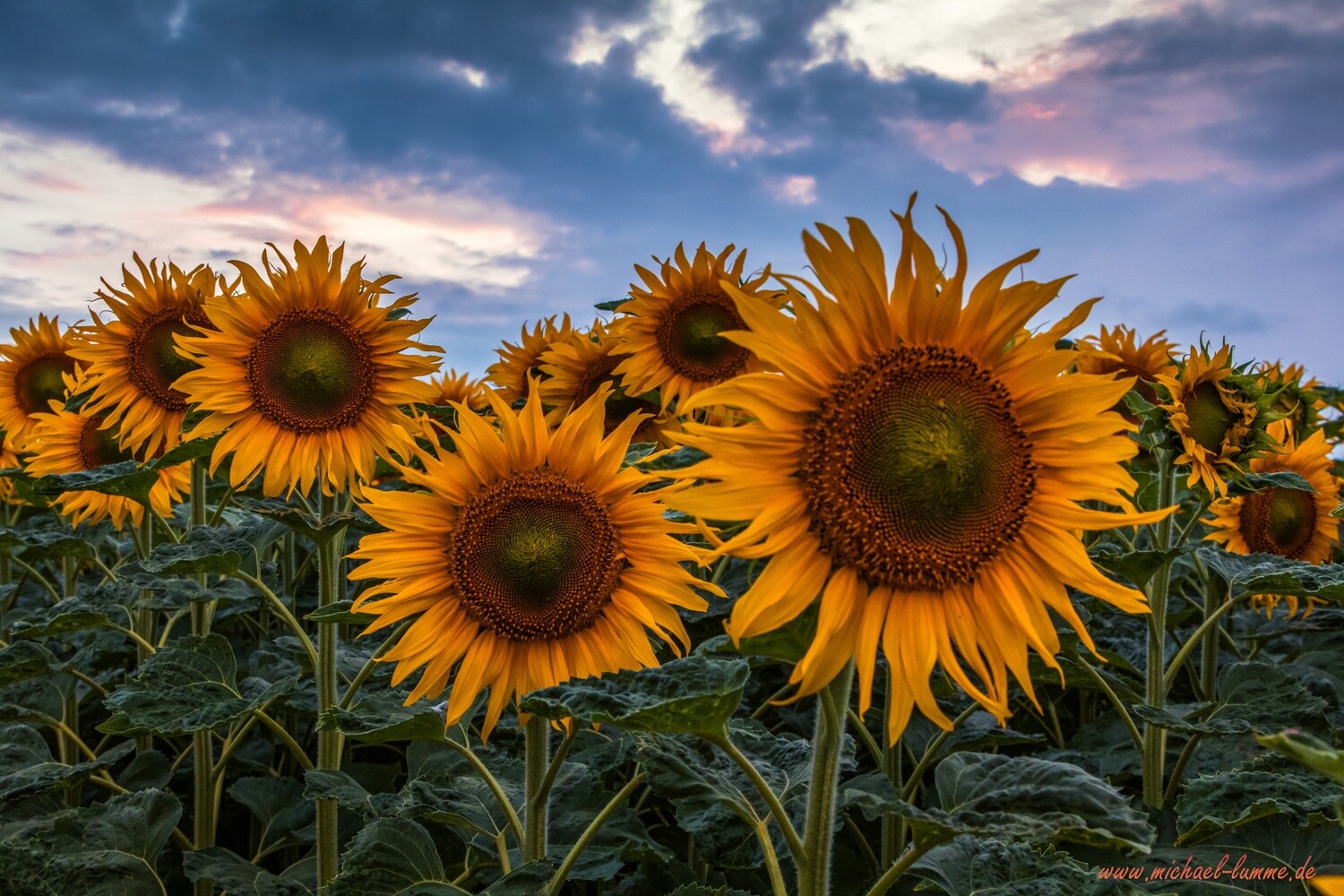 Sonnenblumenfeld bei Westerhausen