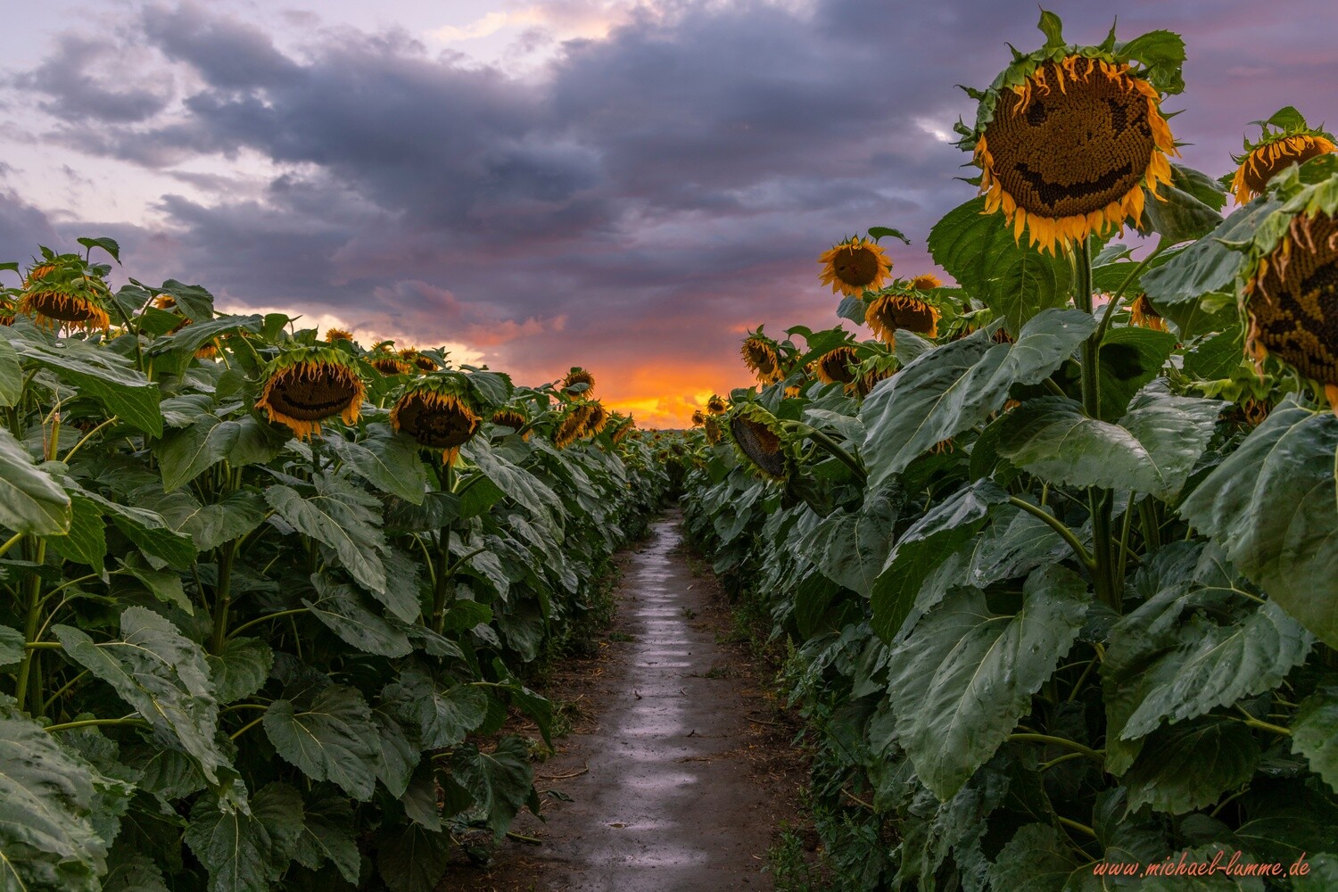 Sonnenblumen Labyrinth bei Westerhausen