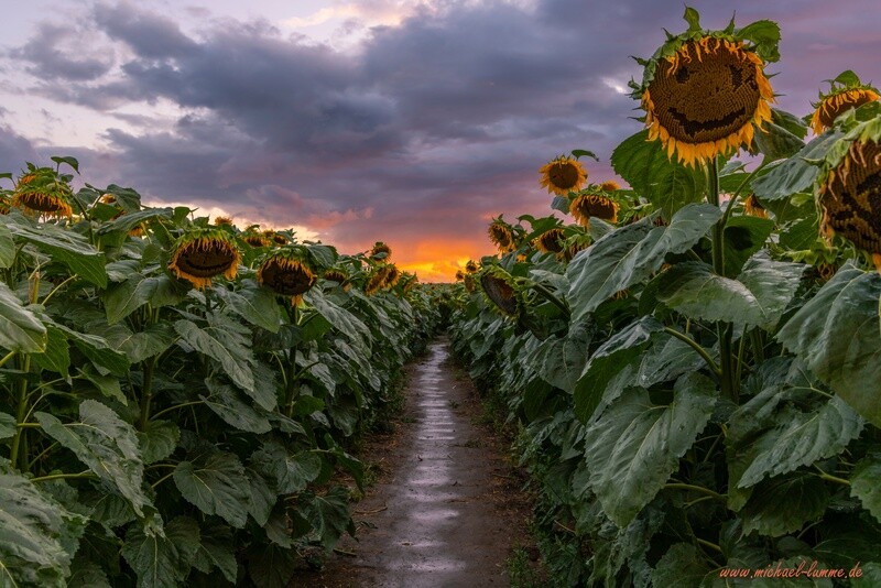 Sonnenblumen Labyrinth bei Westerhausen