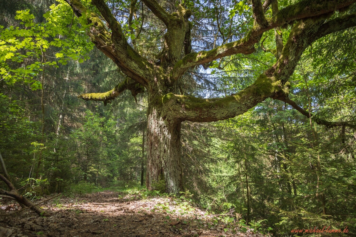 Drachenbaum bei Clausthal-Zellerfeld