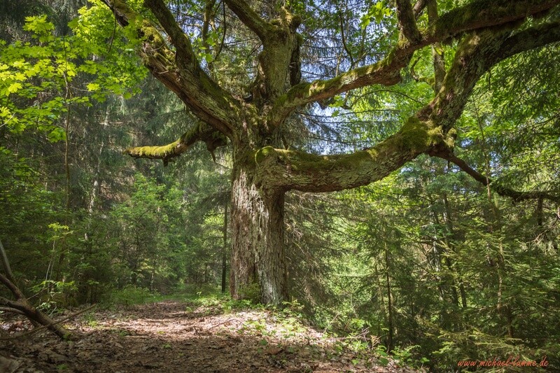 Drachenbaum bei Clausthal-Zellerfeld