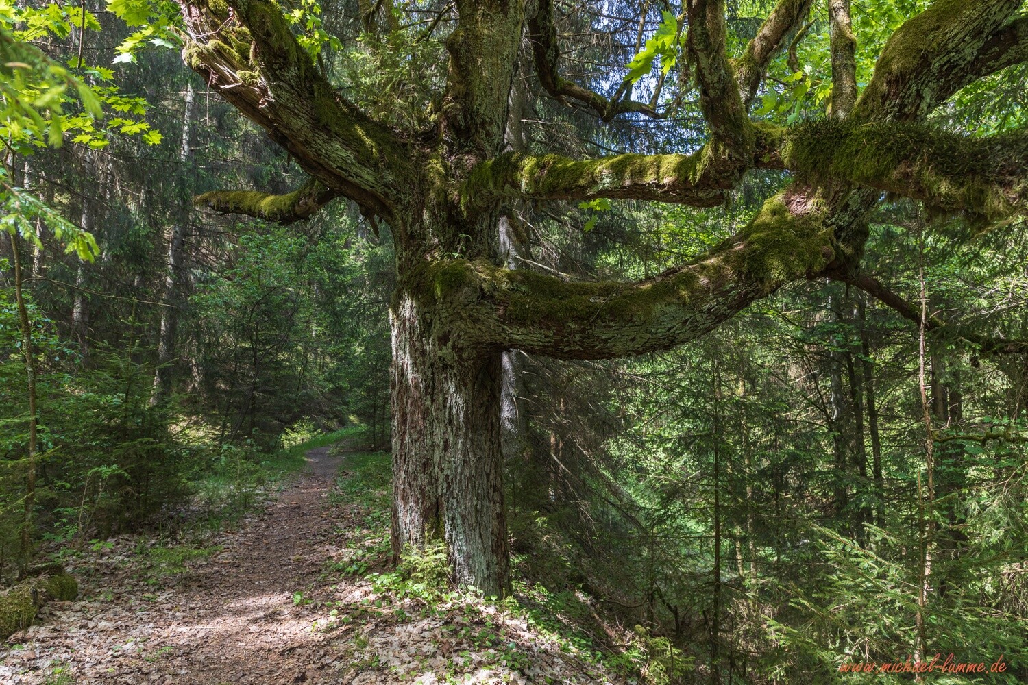 Drachenbaum bei Clausthal-Zellerfeld