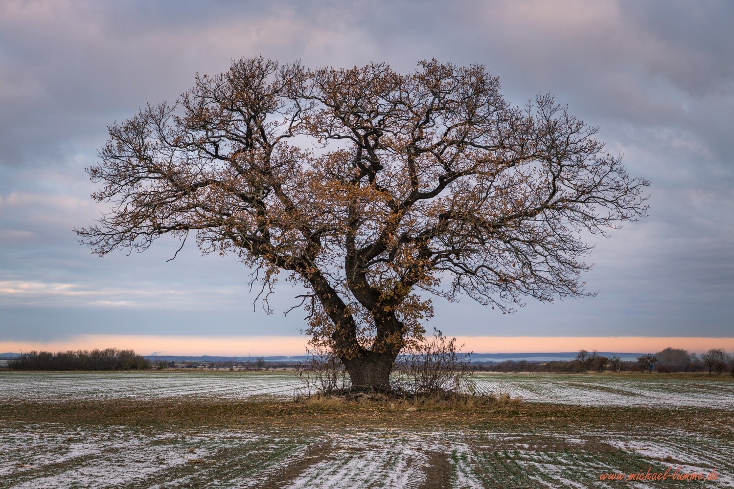Alter Baum zwischen Abbenrode und Stapelburg