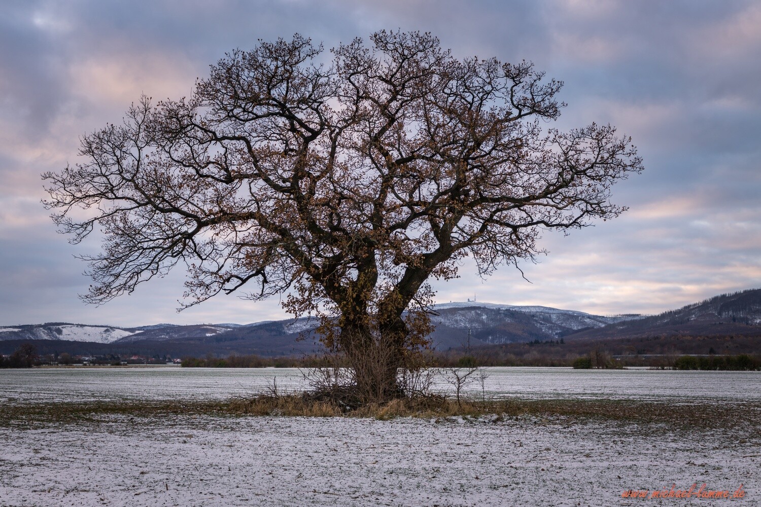 Alter Baum zwischen Abbenrode und Stapelburg